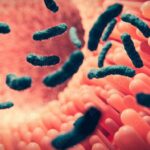 Microbiote intestinal et maladie cardiaque