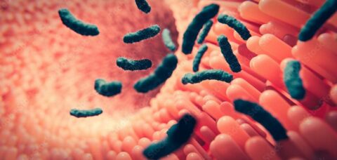 Microbiote intestinal et maladie cardiaque